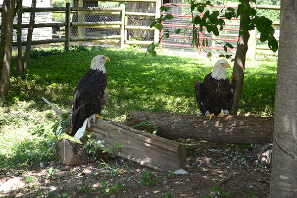Check out Bald eagles at Grant's Farm in St. Louis.