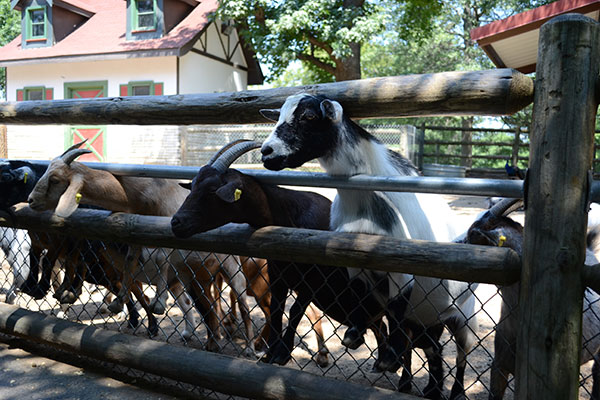 Goats line up for the feeding frenzy at Grants Farm in St. Louis