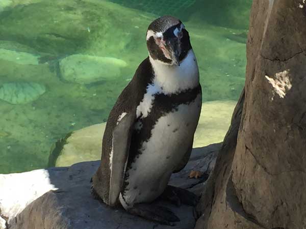 The Penguin and Puffin Coast is a great exhibit at the St. Louis Zoological Park.
