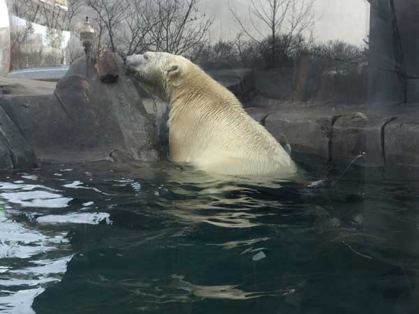 Polar Bear Point at the St. Louis Zoo
