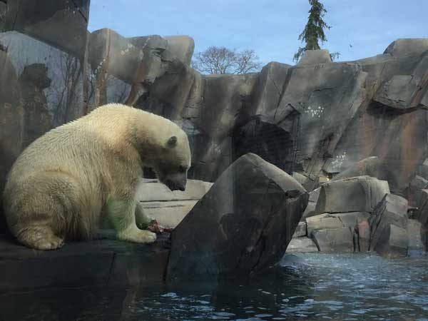 McDonnell Polar Bear Point at the St. Louis Zoo