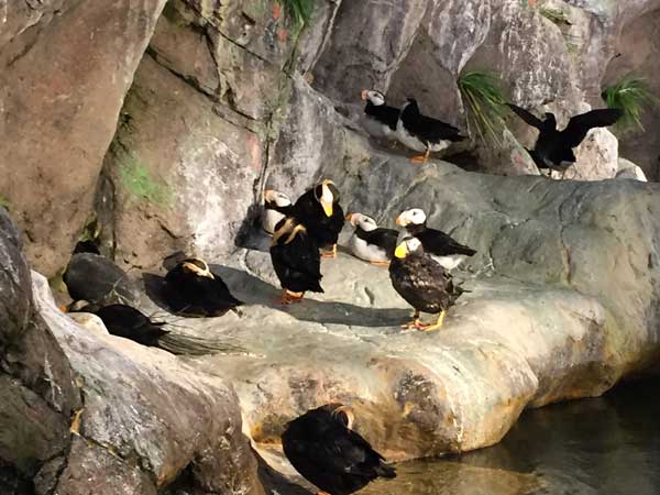 The puffins at the St. Louis Zoo are definitely worth seeing.