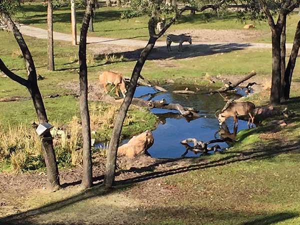 Animals at Disney's Animal Kingdom Lodge resort