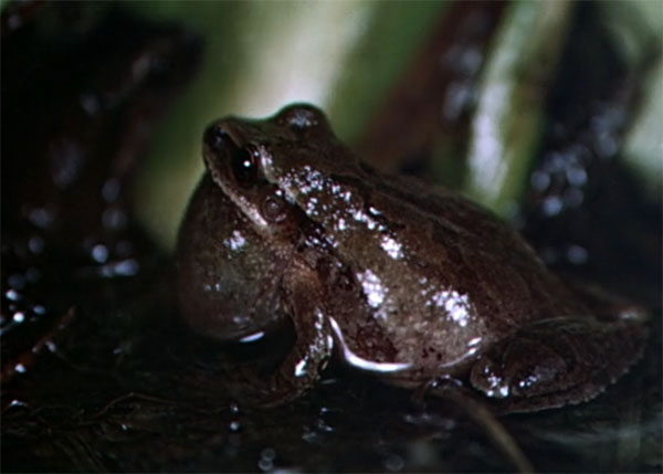 It's time for a frog symphony in the True-Life Adventures film In Beaver Valley.