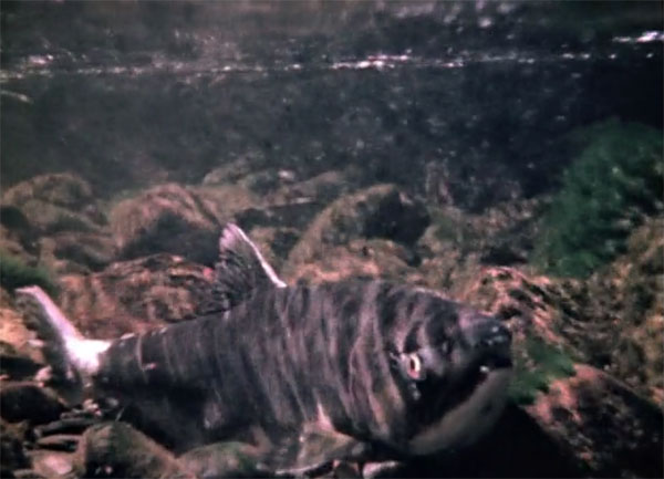 Salmon are spawning in the water during In Beaver Valley, the True-Life Adventure movie.