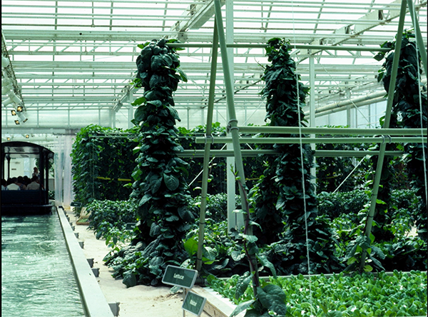 An early look at the greenhouse in Listen to the Land at EPCOT Center.