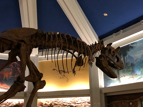 The skeleton looms over guests in DinoLand, U.S.A. at Disney's Animal Kingdom.